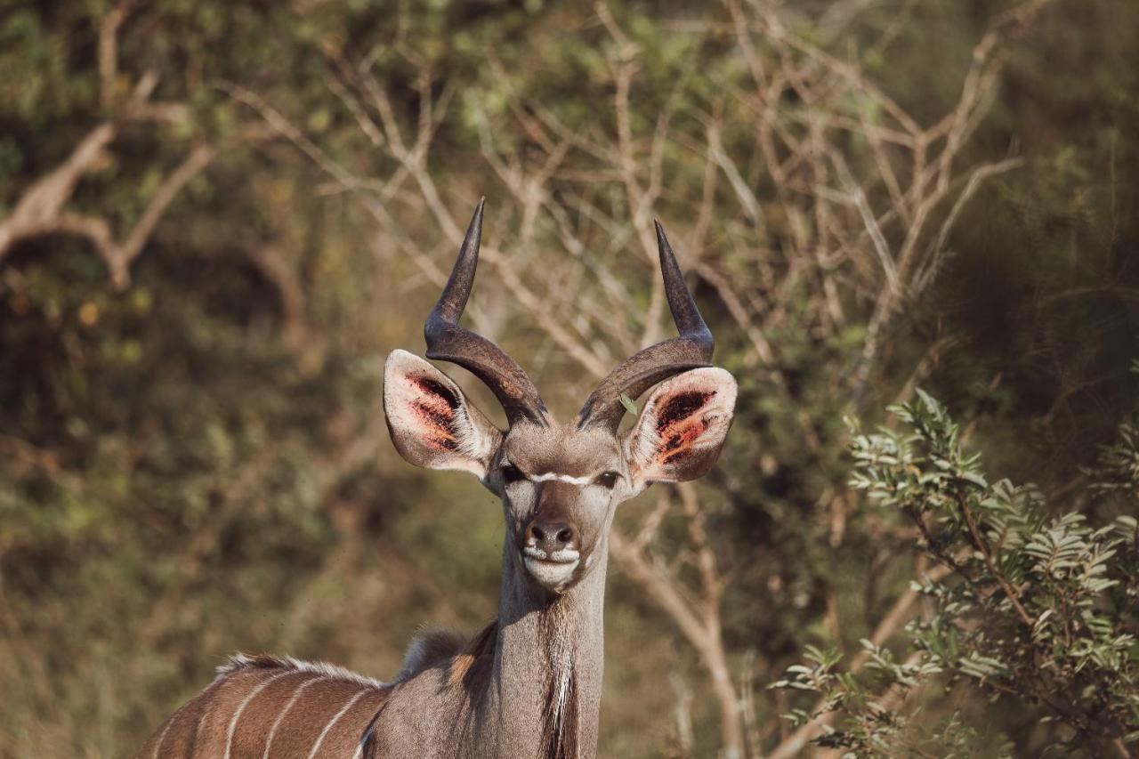 Oase By 7 Star Lodges - Greater Kruger Private 530Ha Reserve Hoedspruit Exterior foto